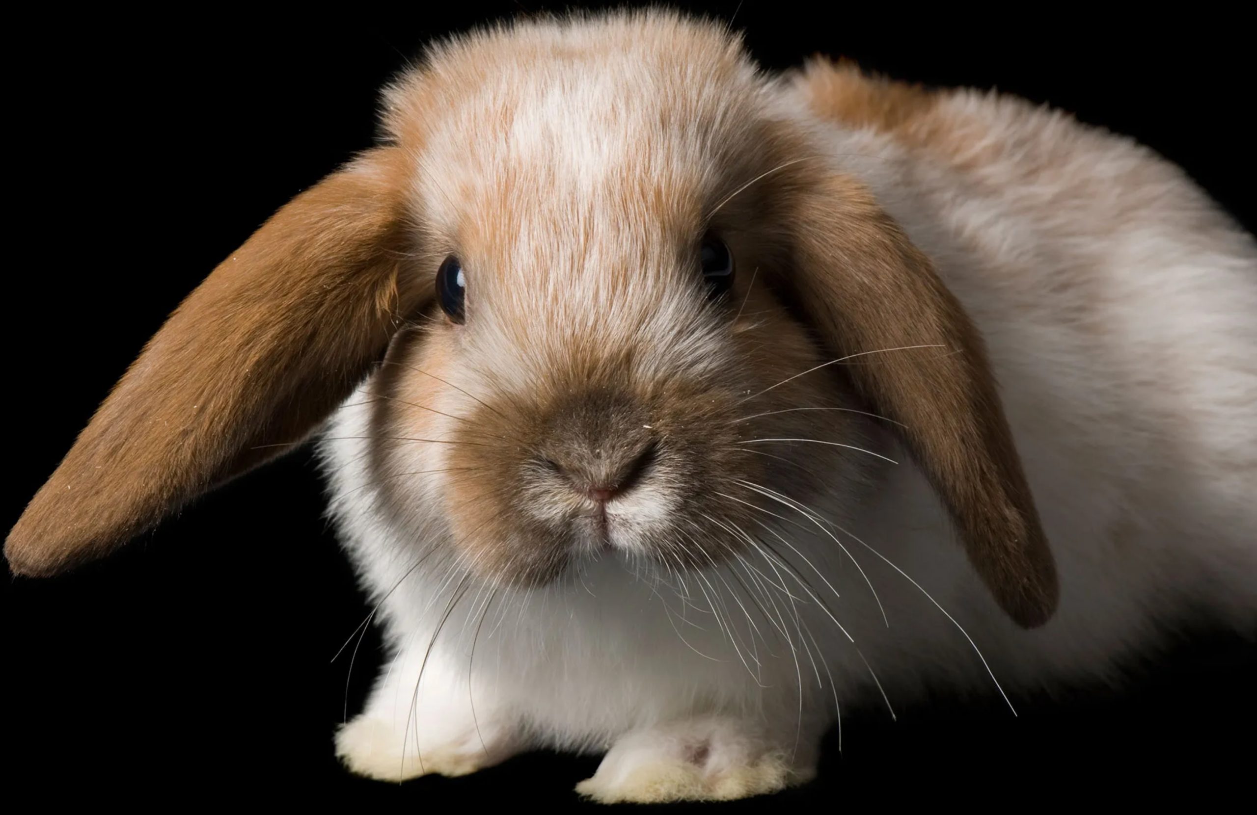 Кролик 7 лет